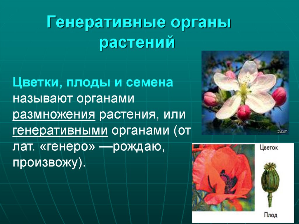 Генеративные органы функции. Генеративные органы цветковых растений.