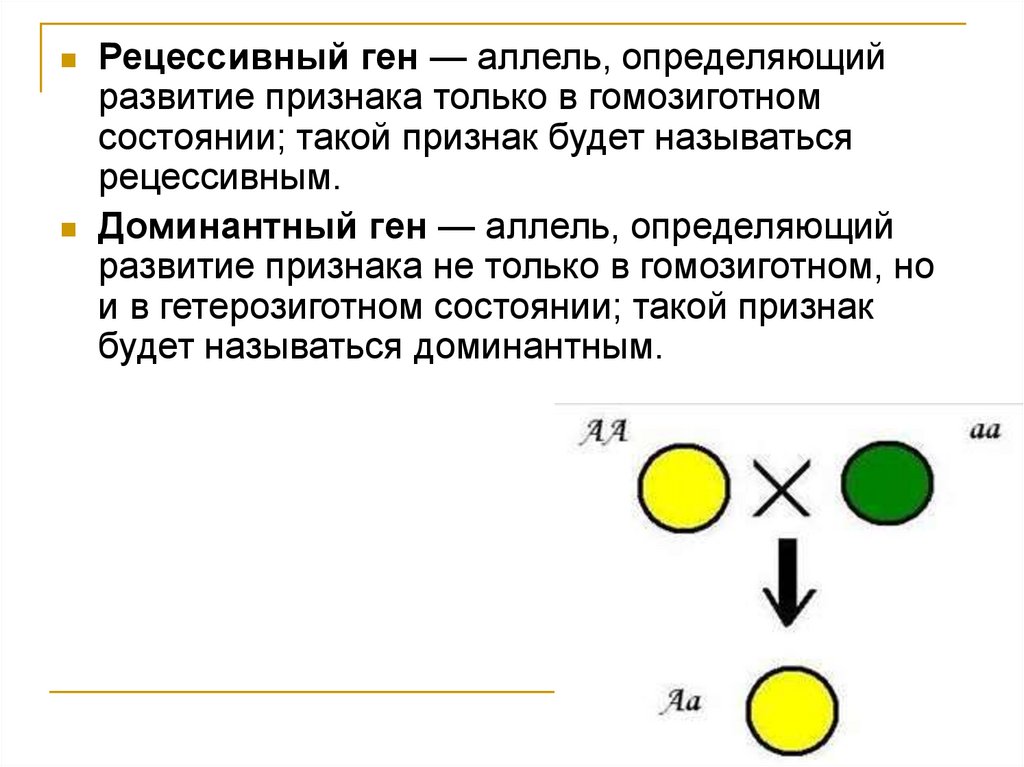 Женщины с гомозиготой рожают