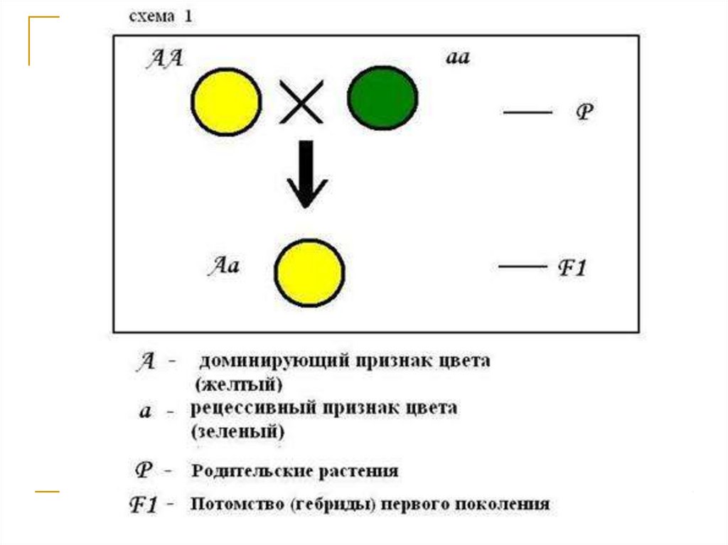 Закон единообразия схема. Схема единообразия гибридов первого поколения. Схема скрещивания гибридов 1 поколения. 1. Правило единообразия гибридов первого поколения. Второй закон Менделя закон единообразия гибридов первого поколения.