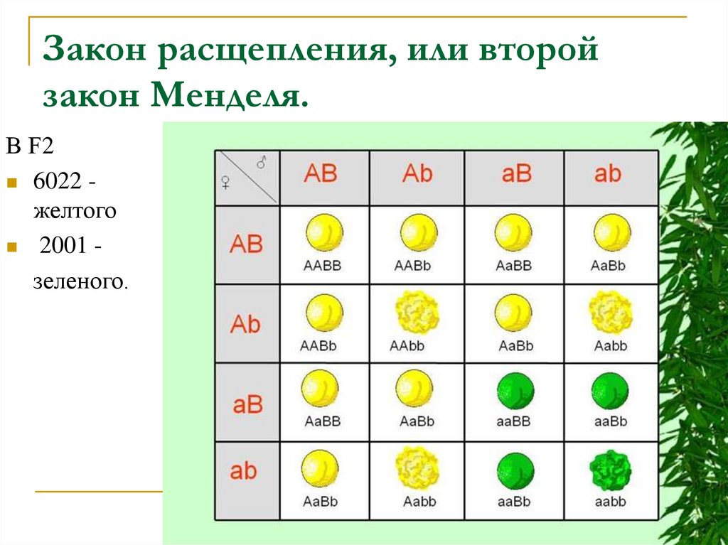 Закон расщепления г менделя