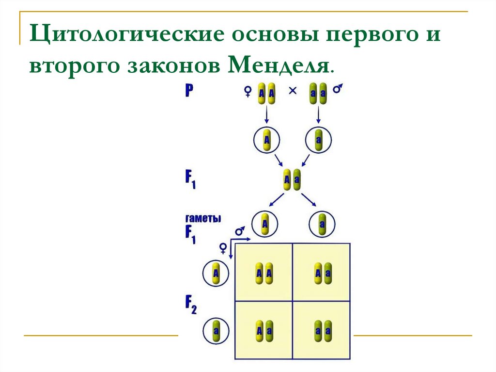 Карта менделя ярославской области