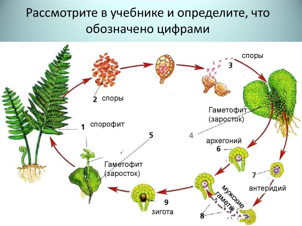 Чем является у водорослей гаметофит. Эволюция споровых растений схема. Схема развития споровых растений. Гаметофит плауна. Гаметофит и спорофит.