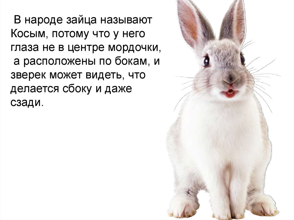 Б н зайцев. Косой заяц. Интересное о зайцах для детей. Почему зайца называют косым. Заяц информация для детей.