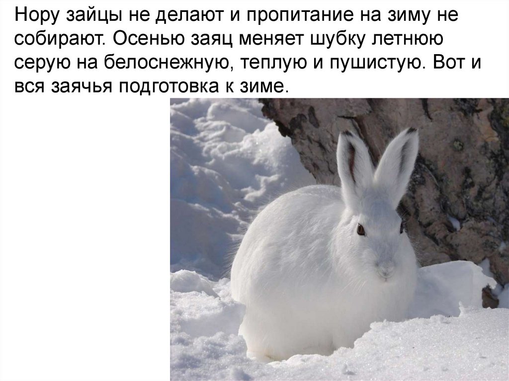 Линька зайца при изменении длины светового дня. Заяц зимой. Заяц готовится к зиме.