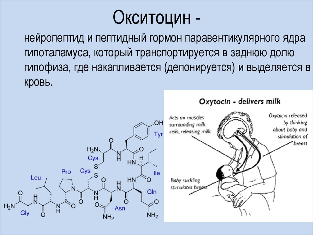 Окситоцин презентация биохимия