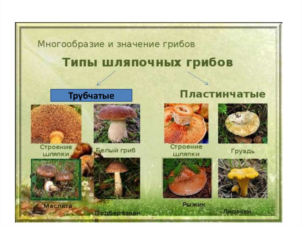 Многообразие и значение грибов. Многообразие грибов и их значение в природе и жизни человека. Значение грибов. Многообразие грибов и их значение в природе и жизни человека 5 класс.