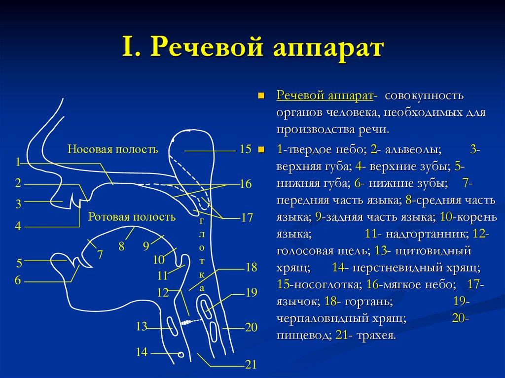 Физиология речевого аппарата