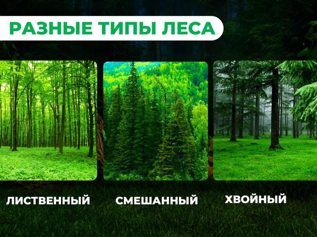 Лес по другому как называют. Друзья леса. Юные друзья леса презентация. Сила леса презентация.