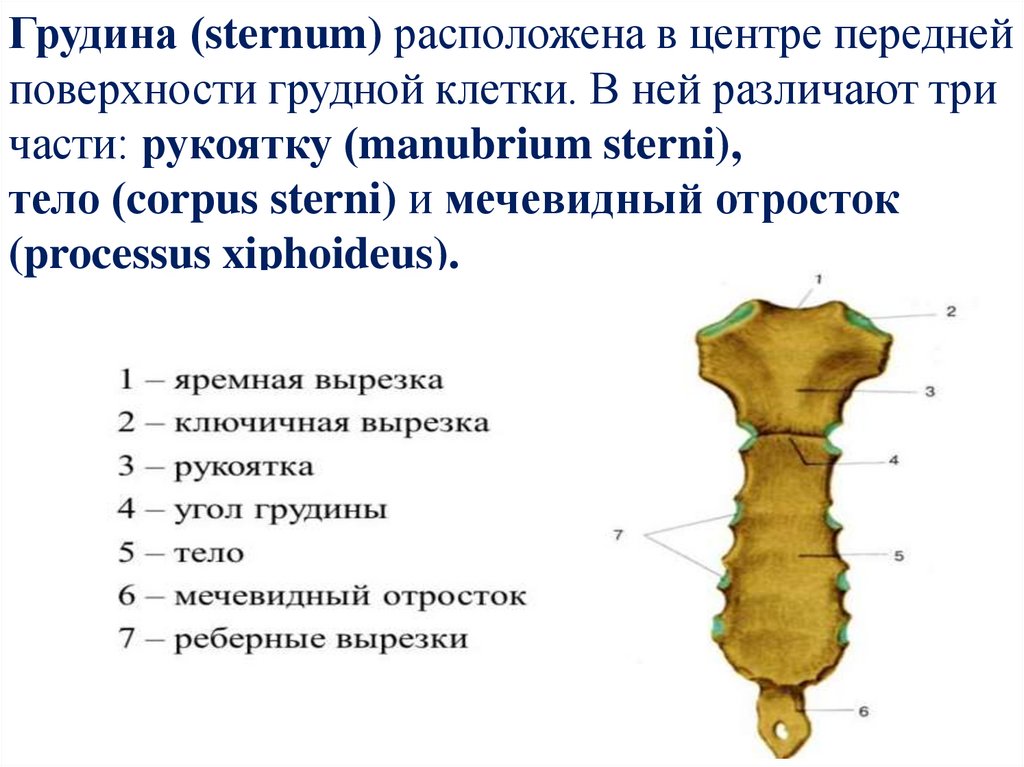 Мечевидный отросток картинка