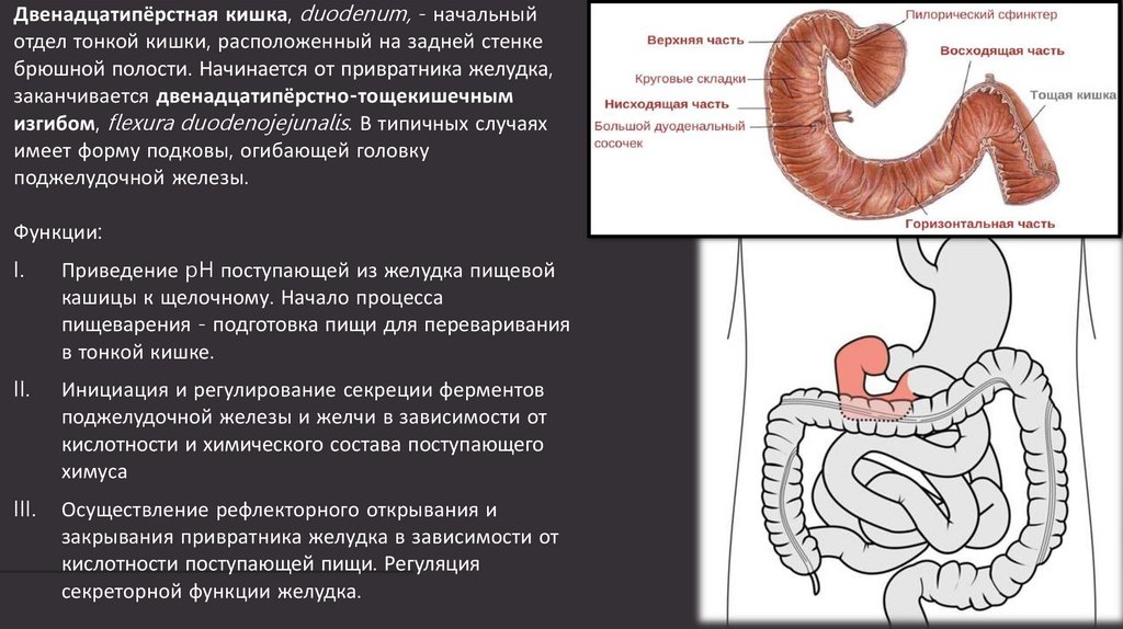 Двенадцатиперстная кишка и толстый кишечник