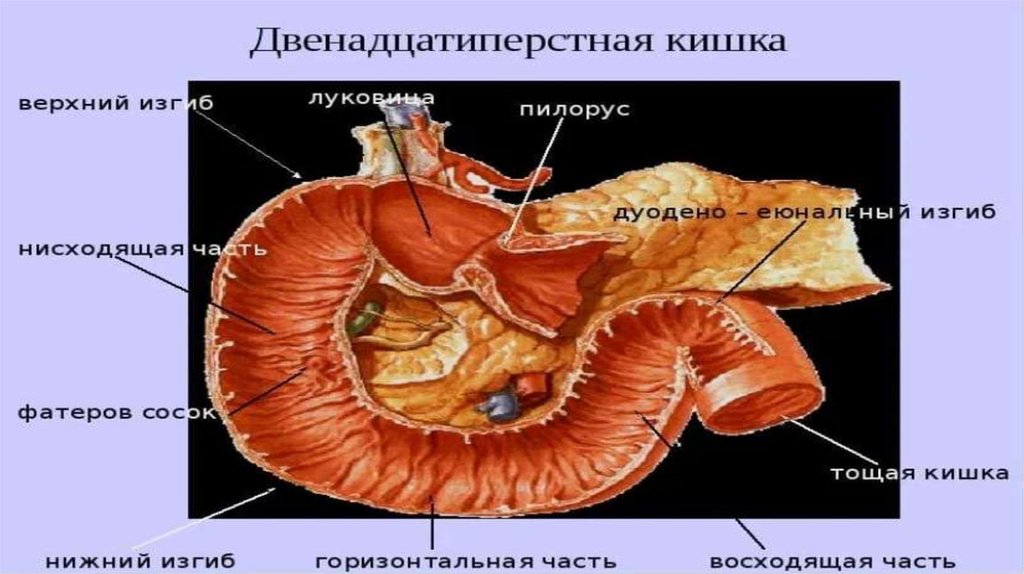 Двенадцатипёрстная кишка - презентация онлайн