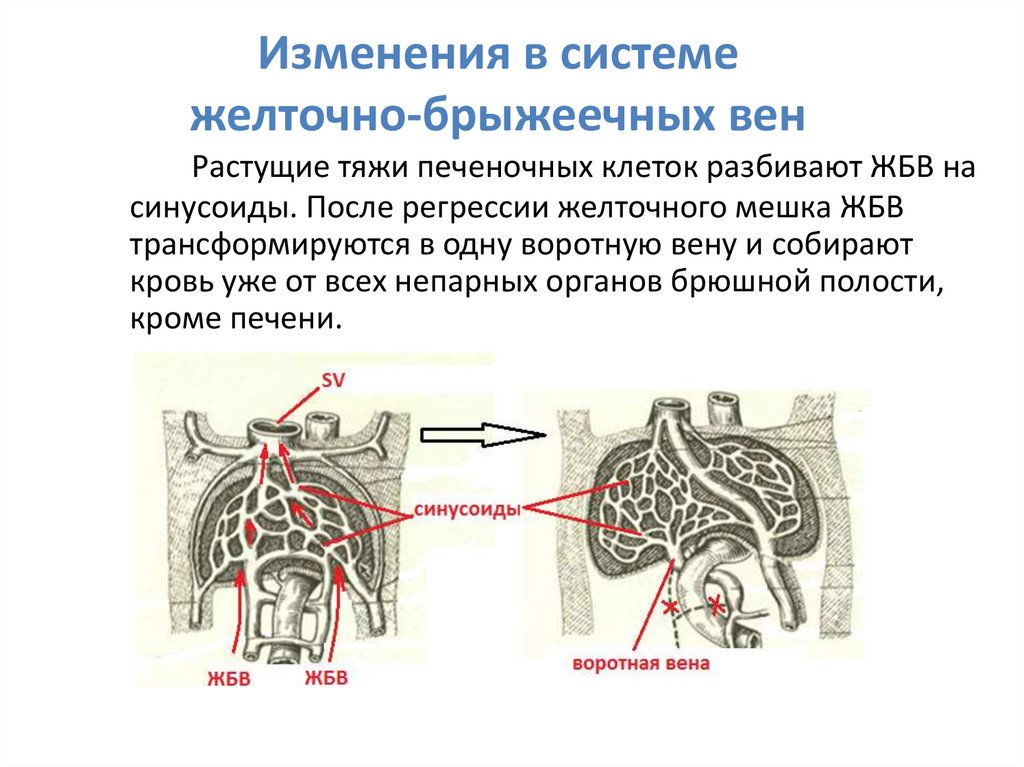 Развитие вен презентация