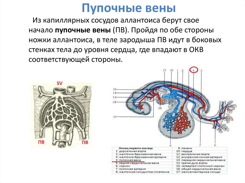 Развитие вен презентация