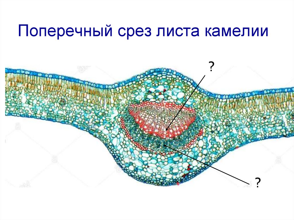 Строение листа камелии рисунок