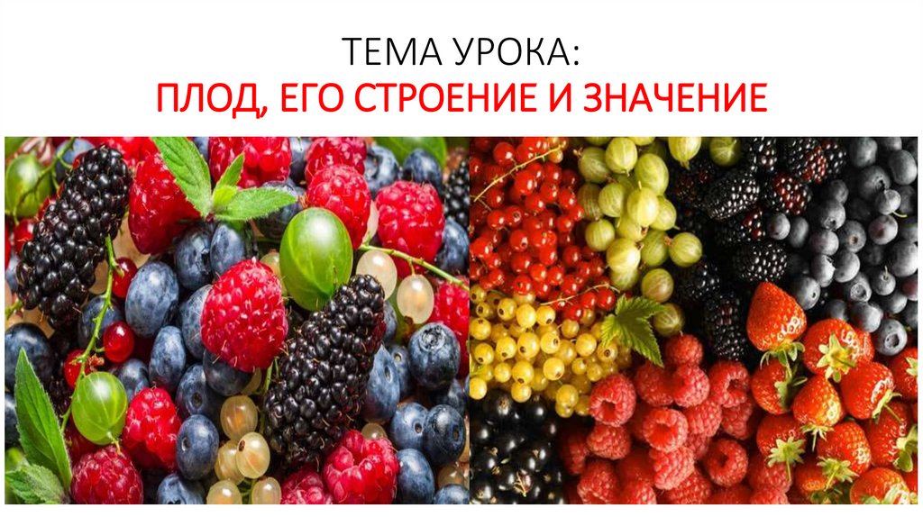 Плод, его строение и значение - презентация онлайн