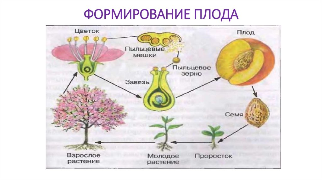 Развитие зародыша презентация