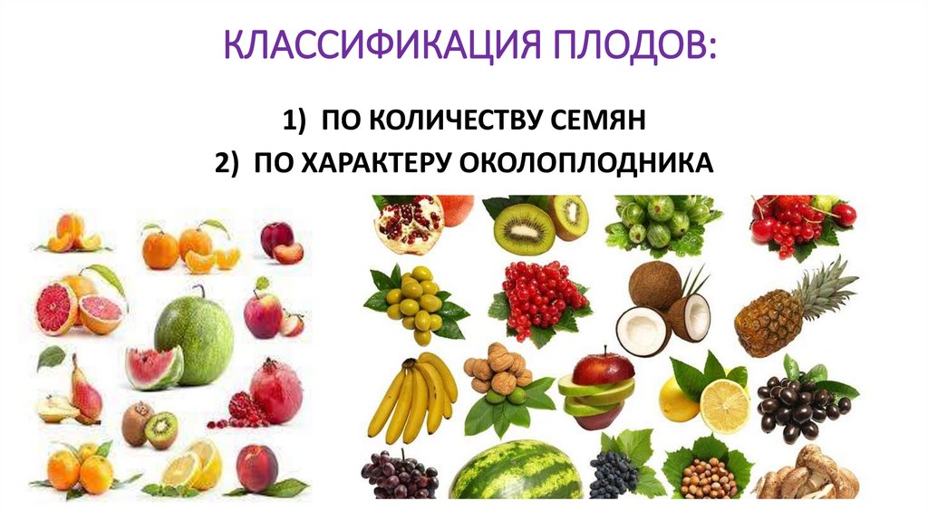 КЛАССИФИКАЦИЯ ПЛОДОВ: