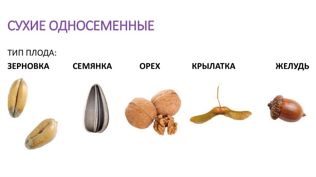 Сочные односемянные плоды костянка