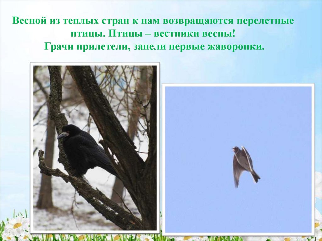 Весной из теплых стран к нам возвращаются перелетные птицы. Птицы – вестники весны! Грачи прилетели, запели первые жаворонки.