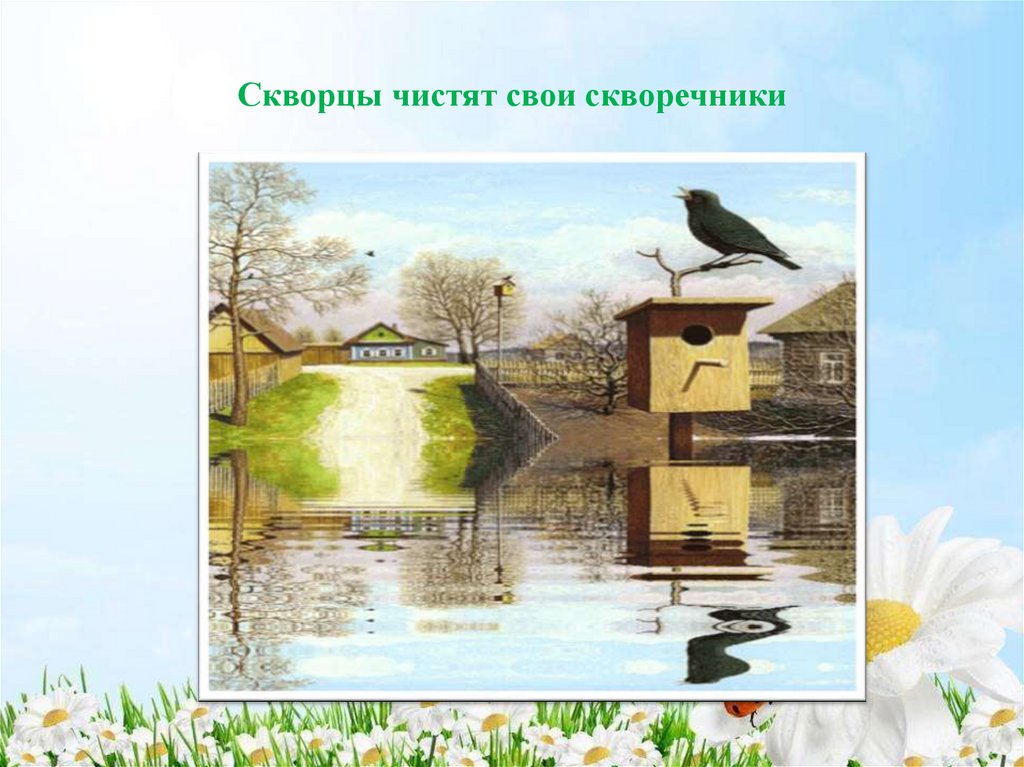 Скворцы чистят свои скворечники