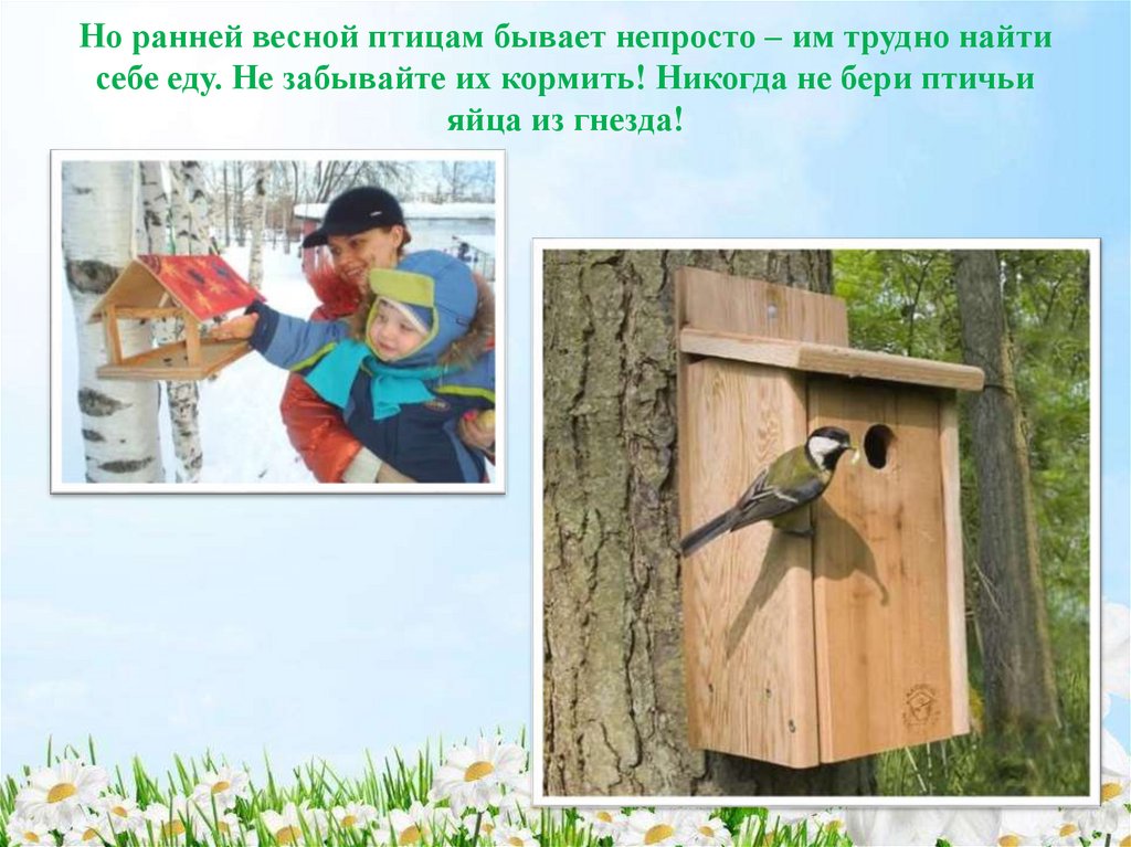 Но ранней весной птицам бывает непросто – им трудно найти себе еду. Не забывайте их кормить! Никогда не бери птичьи яйца из