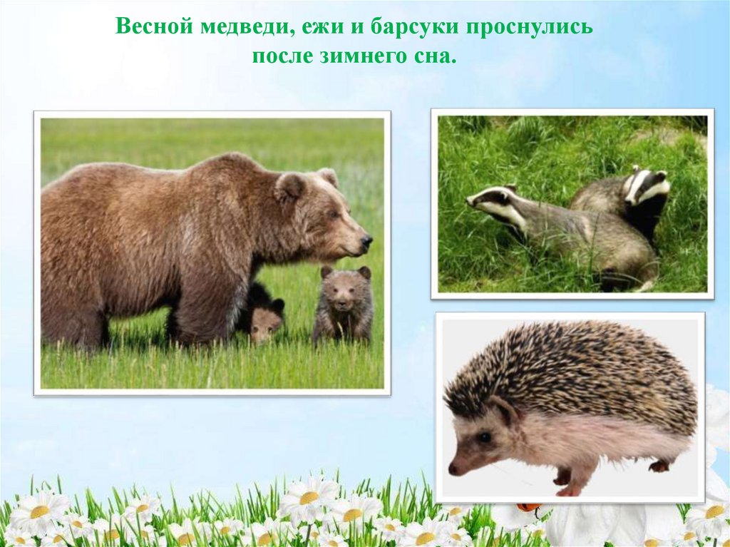 Весной медведи, ежи и барсуки проснулись после зимнего сна.