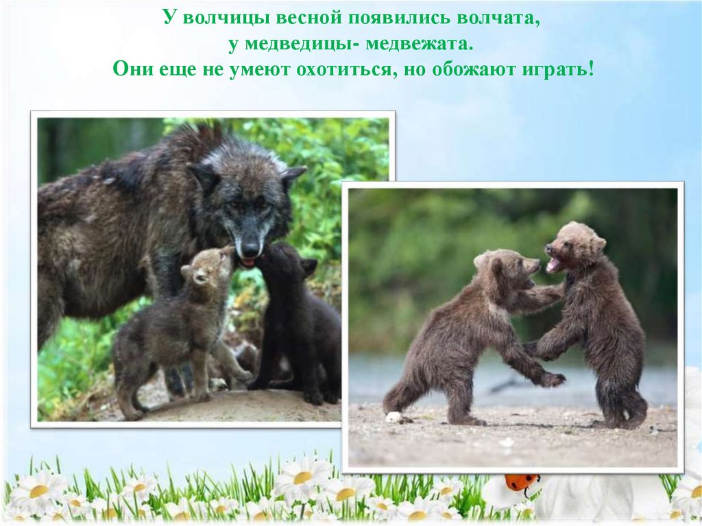 У волчицы весной появились волчата, у медведицы- медвежата. Они еще не умеют охотиться, но обожают играть!