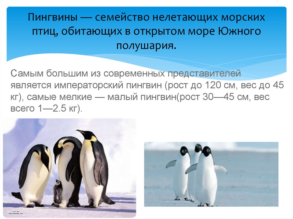 Сообщение о животных антарктиды. Сведения о пингвинах. Интересные факты о пингвинах. Сообщение о пингвинах Антарктиды. Факты о пингвинах для детей.