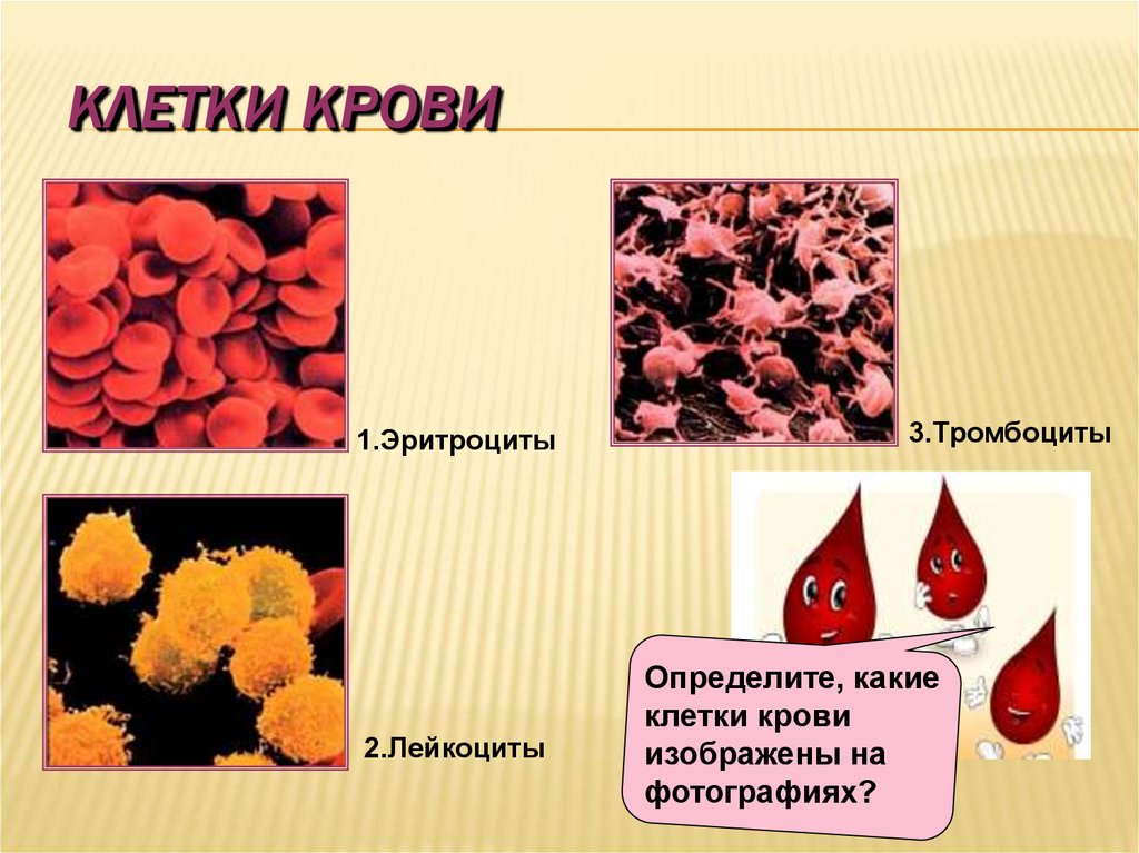 Группа крови клетки. Лейкоциты и тромбоциты в крови. Клетки крови эритроциты лейкоциты тромбоциты. Эритроциты фагоциты лейкоциты. Кровяные пластинки в лейкоците.