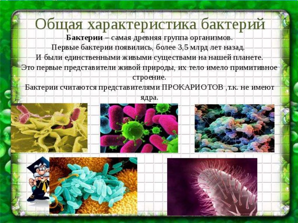 Информация про биологию. Доклад на тему микробы 5 класс биология. Доклад о бактериях. Бактерии презентация. Общая характеристика бактерий.