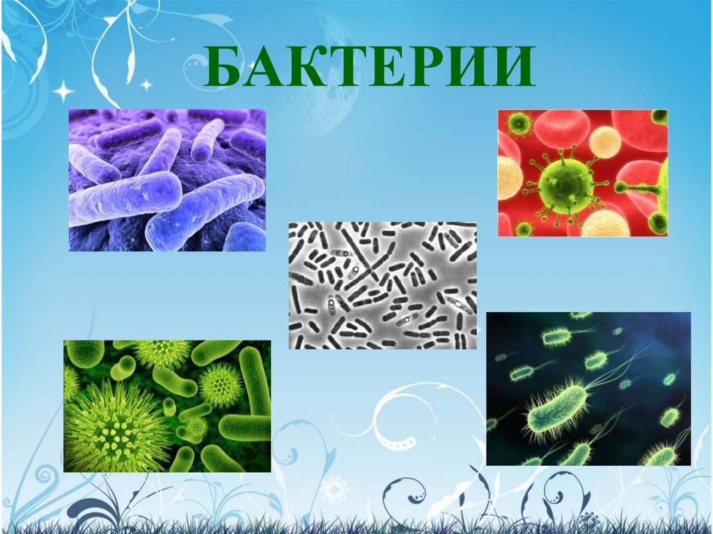 Бактерии 8 класс. Царство бактерий. Бактерии презентация. Бактерии в живых организмах. Изображение бактерии.