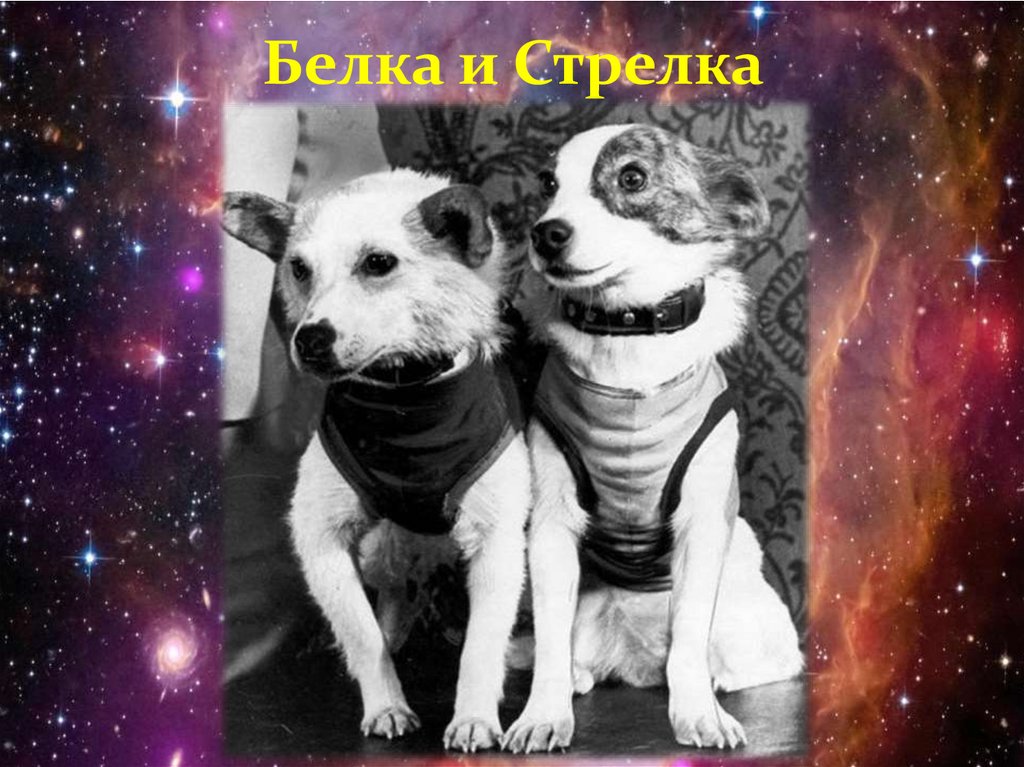 Белка и Стрелка