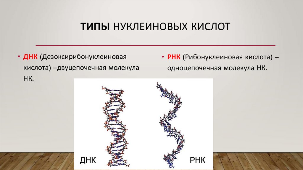 Схема строения нуклеиновых кислот. Структура нуклеиновых кислот ДНК И РНК. Вторичная структура нуклеиновых кислот формула. И рнк образуется в