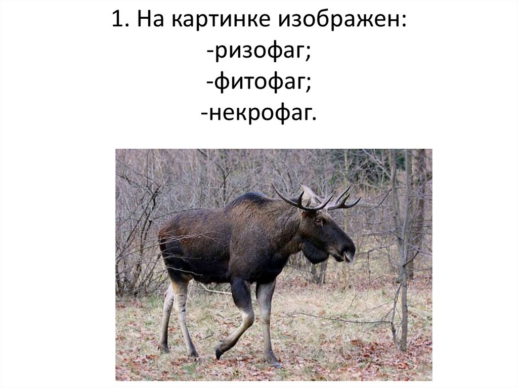 Фаги. Ряд экологических групп животных связанных пищевыми цепями ...