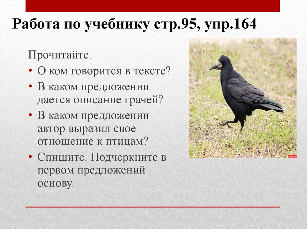 Грач написание. Предложения о Грачах. Какой птице говорится в тексте. Предложение про грачей для первого класса. Текст по описанию.