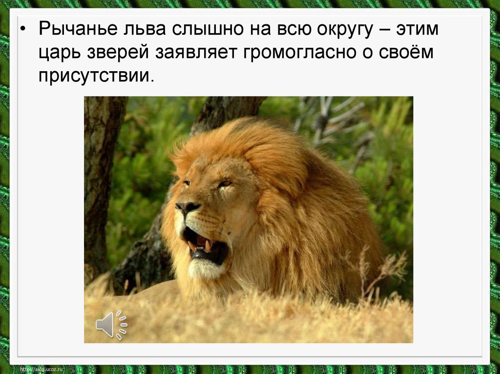 Информация про львов. Доклад про Льва. Лев для презентации. Лев картинки с описанием. Проект про Льва.