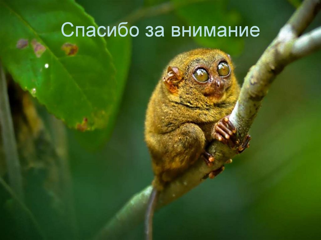 Спасибо за внимание