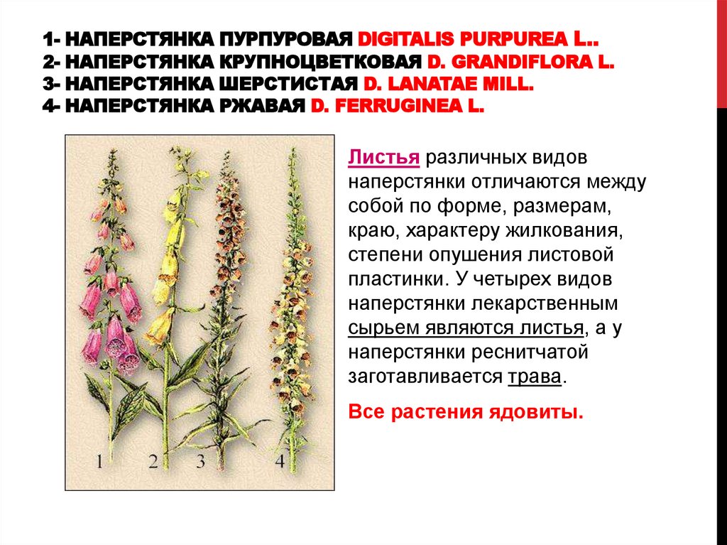 1- наперстянка пурпуровая Digitalis purpurea L.. 2- наперстянка крупноцветковая D. grandiflora L. 3- наперстянка шерстистая D.