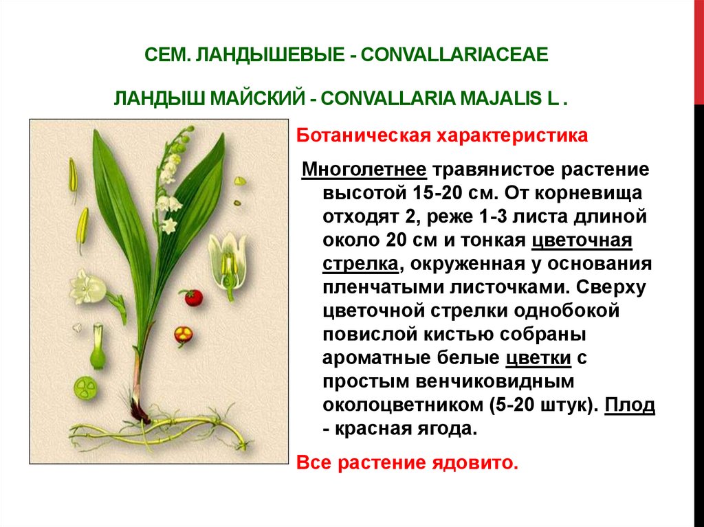 Сем. ландышевые - Convallariaceae Ландыш майский - Convallaria majalis L .