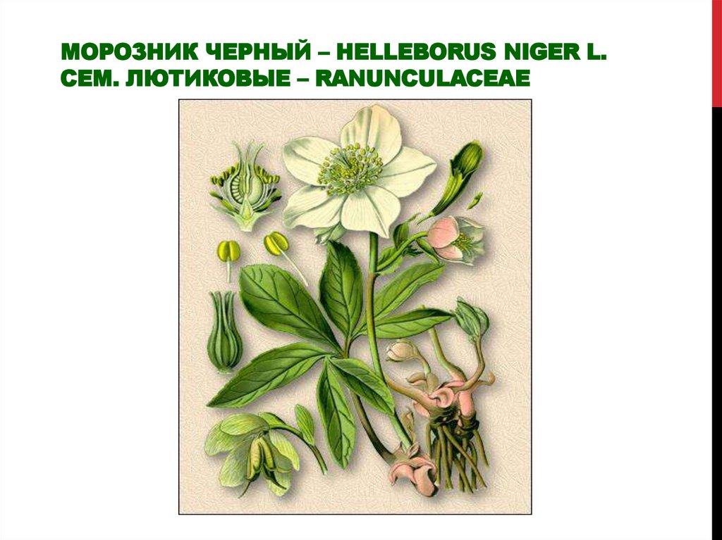 Морозник черный – Helleborus niger L. Сем. лютиковые – Ranunculaceae