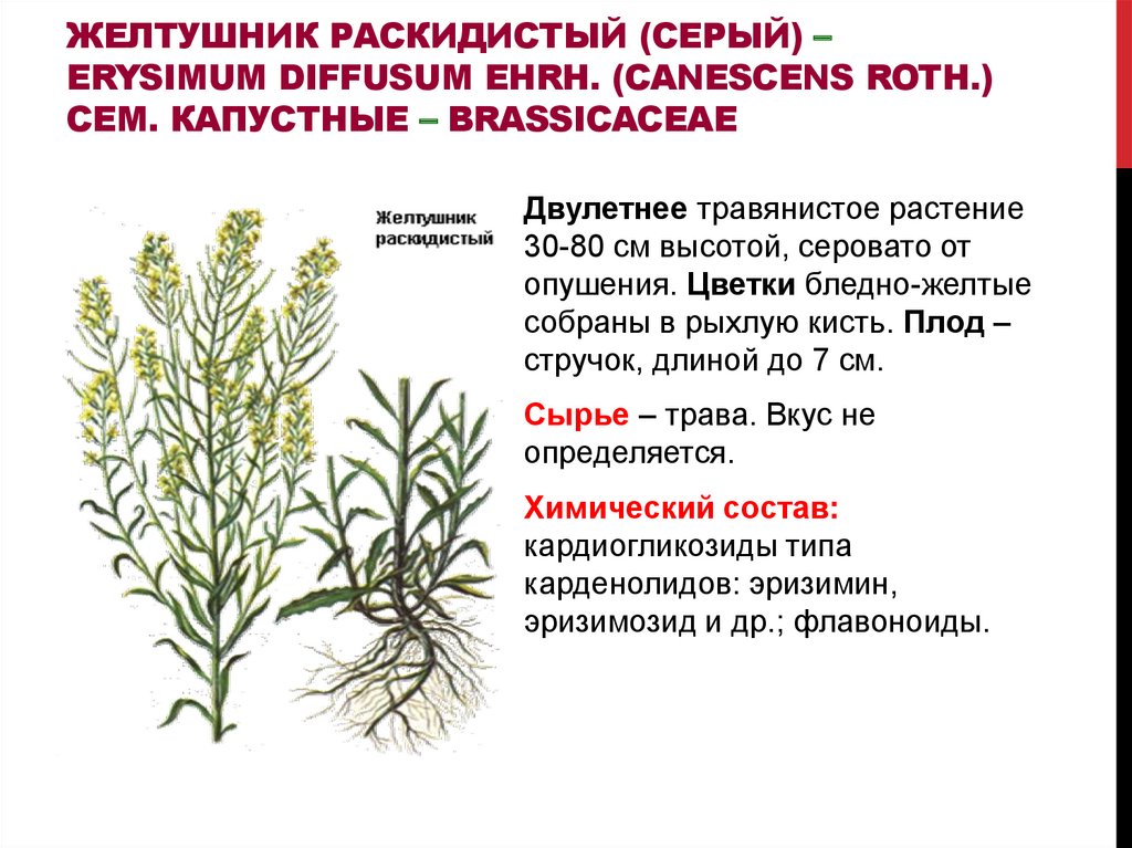 Желтушник раскидистый (серый) – Erysimum diffusum Ehrh. (canescens Roth.) Сем. капустные – Brassicaceae