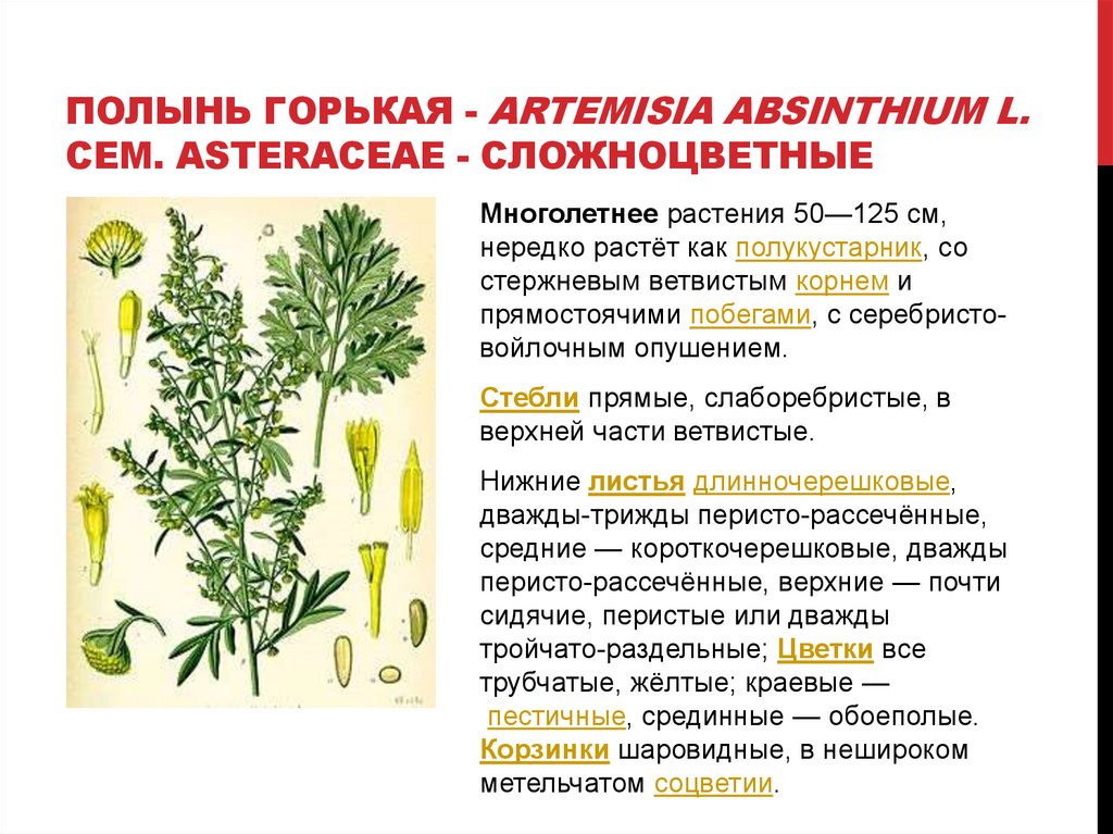 Полынь горькая - Artemisia absinthium L. Сем. Asteraceae - Сложноцветные