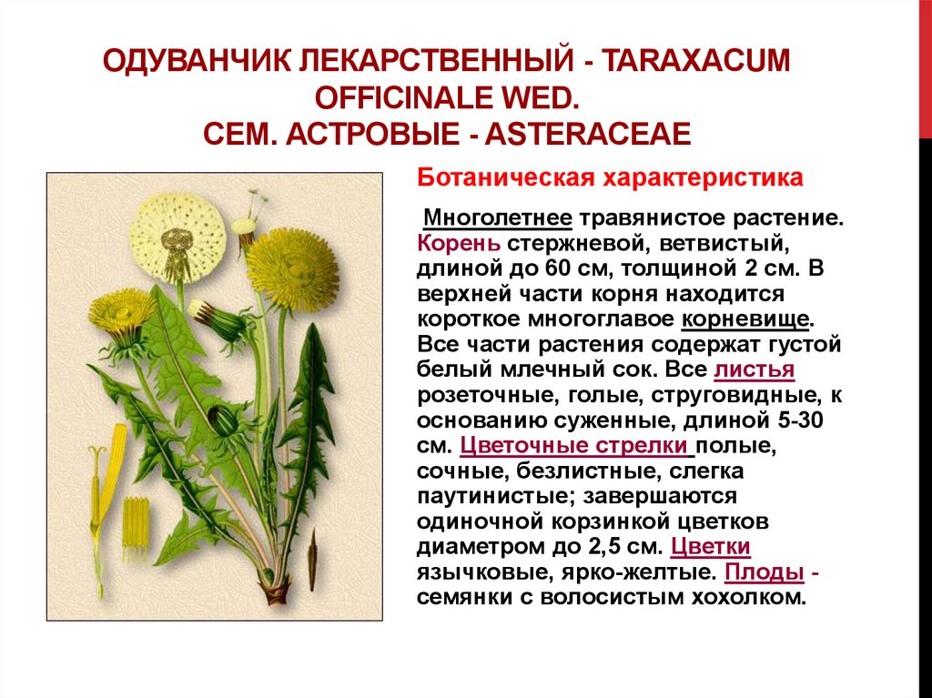 Одуванчик лекарственный - Taraxacum officinale Wed. Сем. астровые - Asteraceae