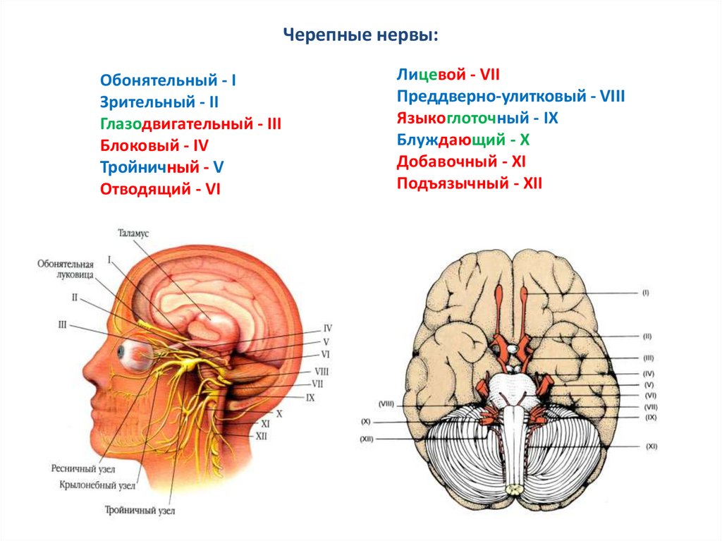 Черепные нервы человека относят к. Узел 3 пары черепных нервов. Обонятельный нерв зрительный нерв. Ядра 6 пары черепных нервов. 3 4 И 6 пара черепных нервов.
