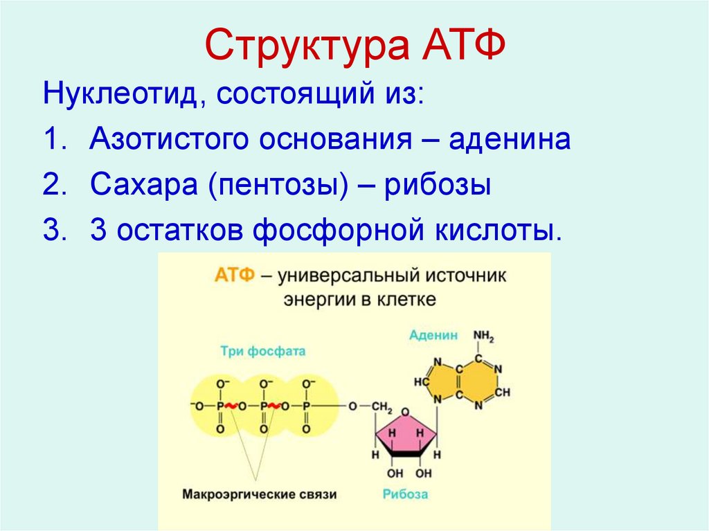 На каких этапах происходит образование атф. АТФ хим структура. Схема строения АТФ биология 10 класс. Химическая структура АТФ.