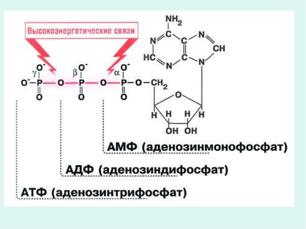 Атф название. Аденозин 5 монофосфат формула.