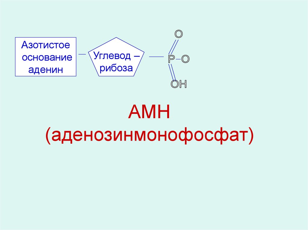 АТФ реакционные центры. Синтез АТФ. Аденозинмонофосфат. Функции АТФ.
