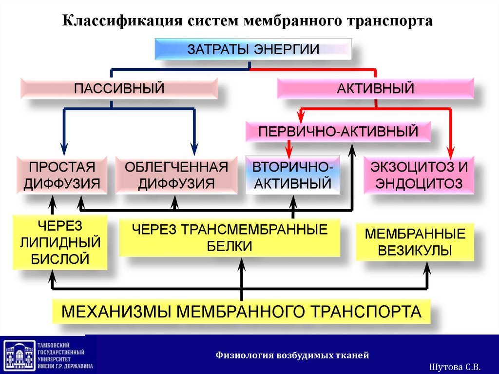 Механизмы транспорта. Классификация мембранного транспорта. Активный и пассивный транспорт через мембраны физиология. Транспорт веществ физиология. Первично активный транспорт физиология.