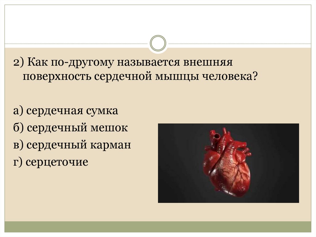 Сердце другое название. Заболевания сердца названия. Как называется сердечная сумка. Строение сердечной сумки. Болезнь сердца название на букву к.