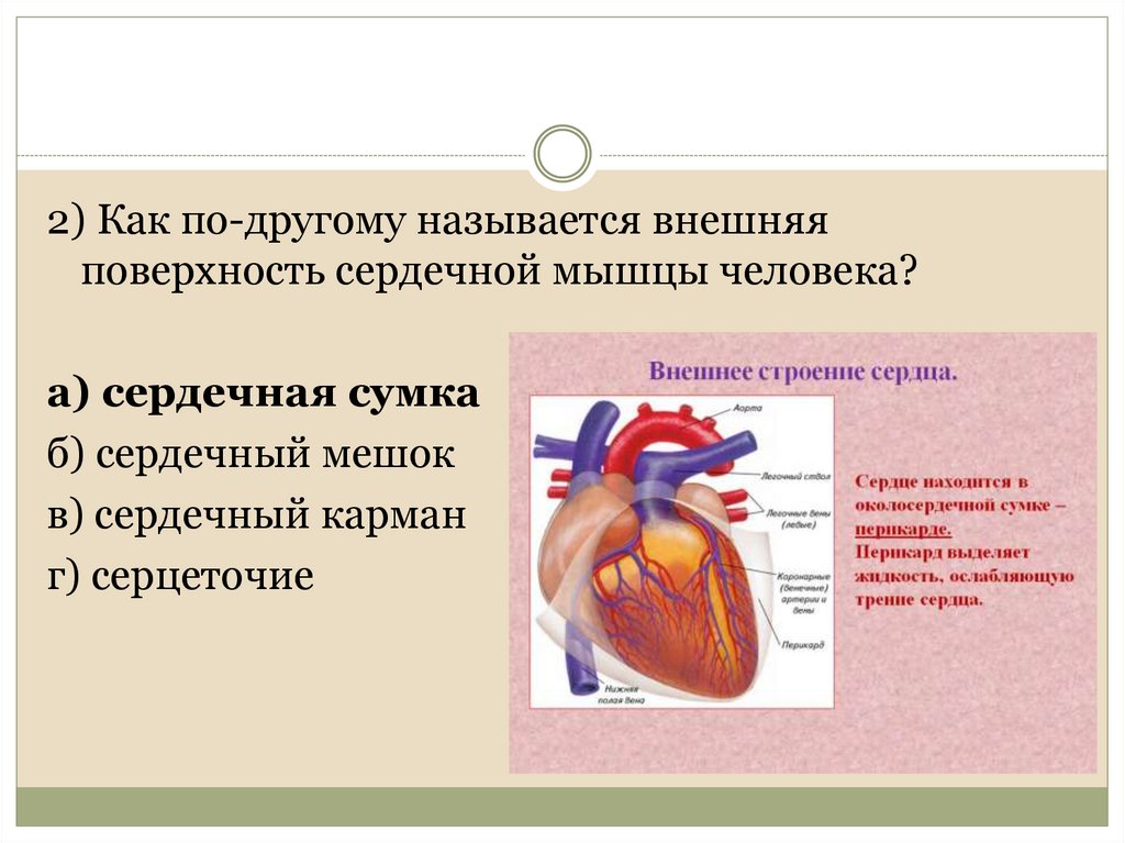 Воспаление околосердечной сумки на латинском